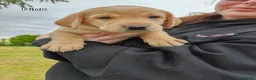 Labrador Retriever dogs for sale: Labrador Puppies  - Advert 4