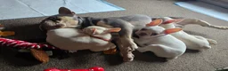 French Bulldog dogs for sale: French bulldog puppies  - Advert 12