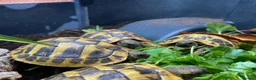 Tortoise reptiles for sale: Hermanns Tortoise (Baby / Hatchling) - Advert 5