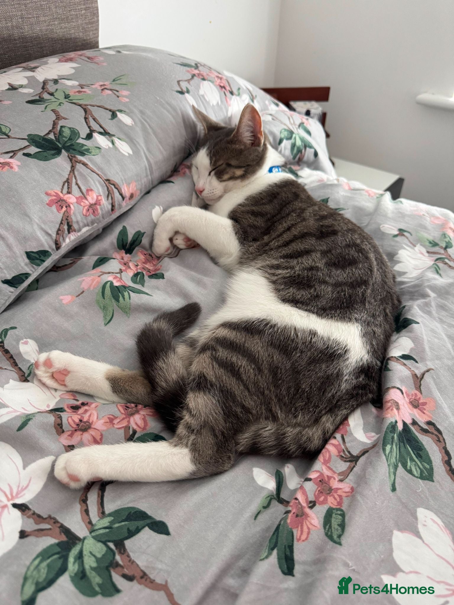 Mixed Breed cats Mario - Advert 12