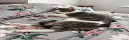 Mixed Breed cats for sale: Mario - Advert 1
