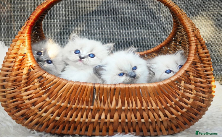 Ragdoll cats - Advert 1