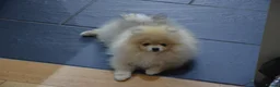 Pomeranian dogs for sale: Bentley – Beautiful Silver-Toned Pomeranian Boy 🐾 - Advert 22