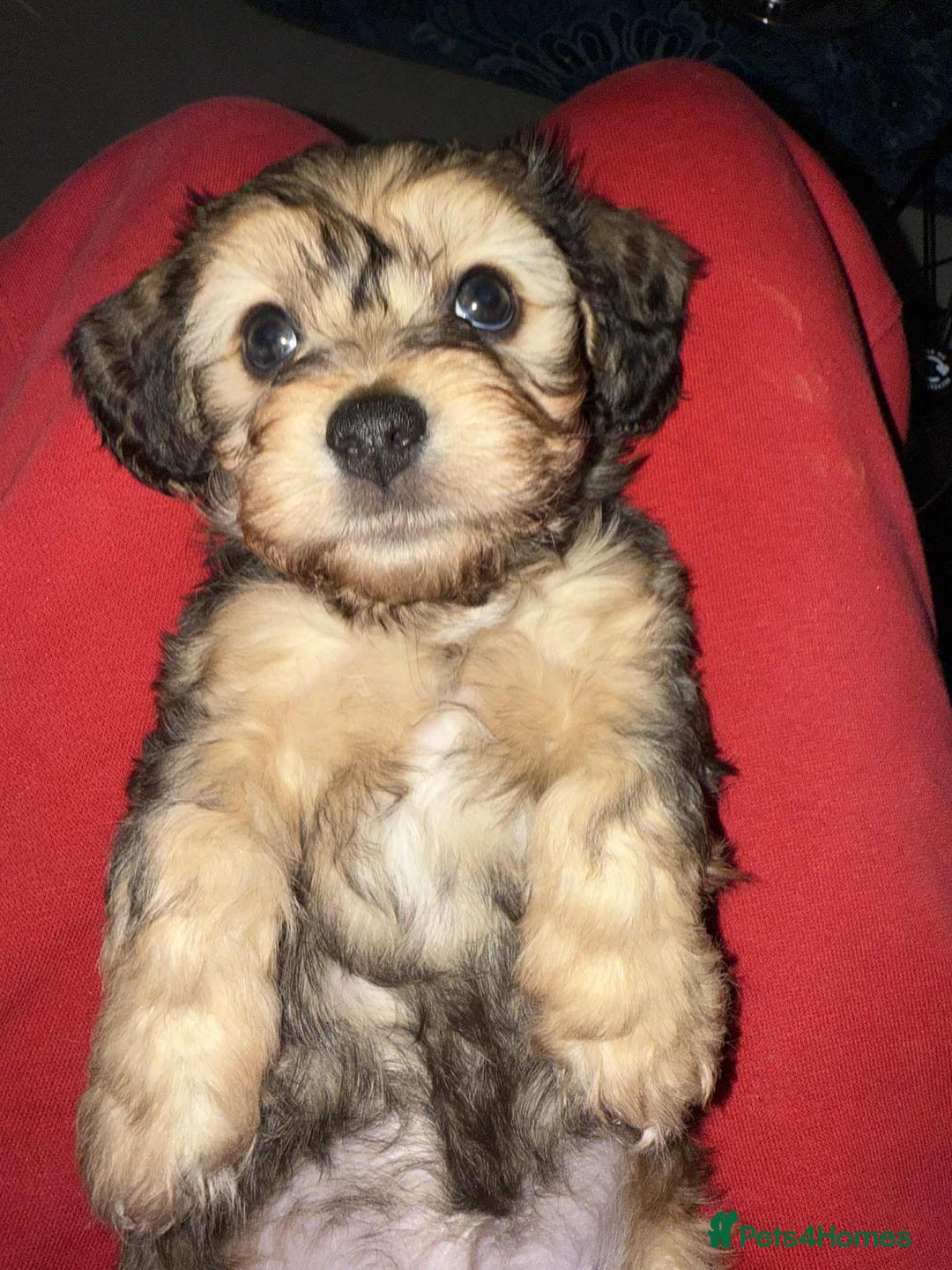 Mixed Breed dogs for sale: Final beauty left from the litter - Advert 13