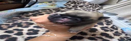 Pug dogs for sale: 9 pedigree pug puppies  in Camborne - Advert 9