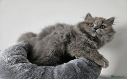 British Longhair cats for sale: Gorgeous GCCF long-haired British girl  - Image 4