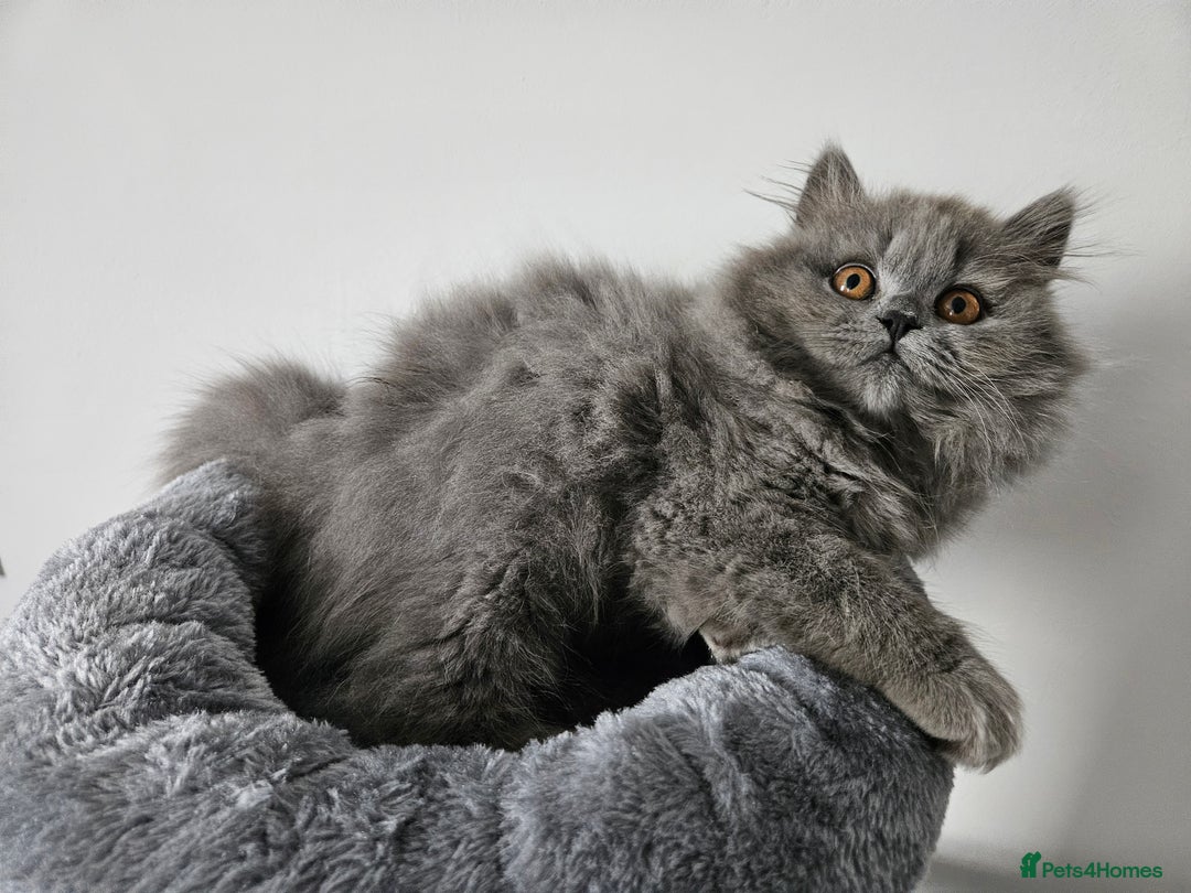 British Longhair cats for sale: Gorgeous GCCF long-haired British girl  - Image 4