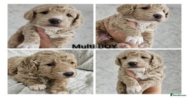 Mini Goldendoodle dogs - Advert 7