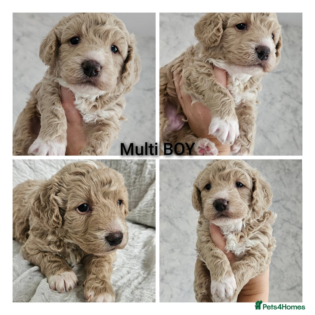 Mini Goldendoodle dogs for sale: Toy Golden Doodles ~ Mini, Loving & Hypoallergenic - Image 3