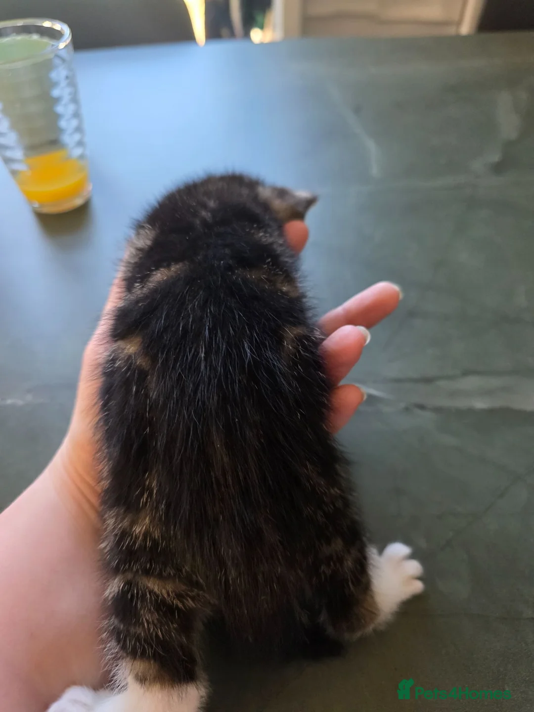 Mixed Breed cats for sale: FREE! 3 kittens / 1 female 2 males - Advert 2
