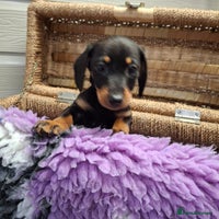 Dachshund dogs - Advert 11