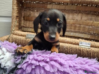 Dachshund dogs - Advert 3