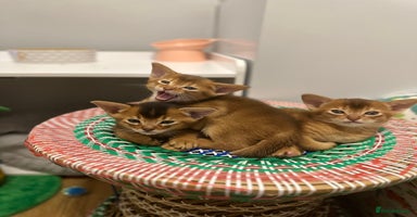 Abyssinian cats - Advert 1