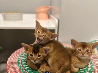 Abyssinian cats - Advert 2