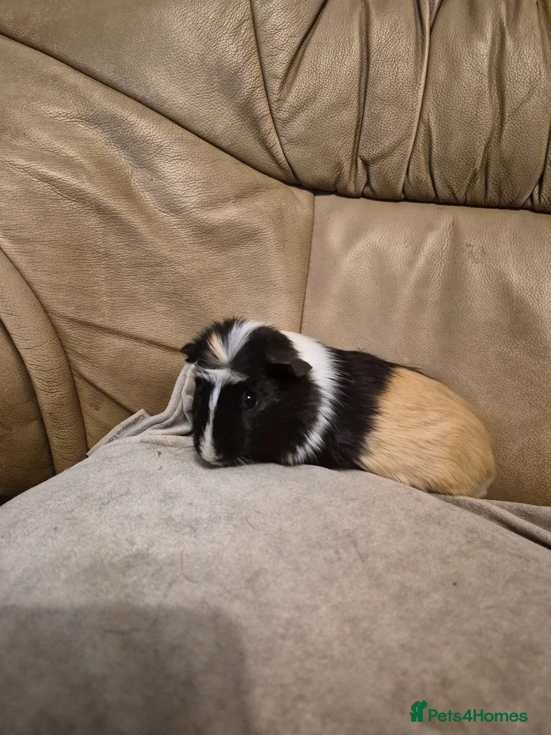 Guinea Pig rodents for sale: 6 Cute Male Guinea Pigs - Advert 1