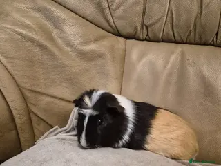 Guinea Pig rodents 6 Cute Male Guinea Pigs - Advert 1