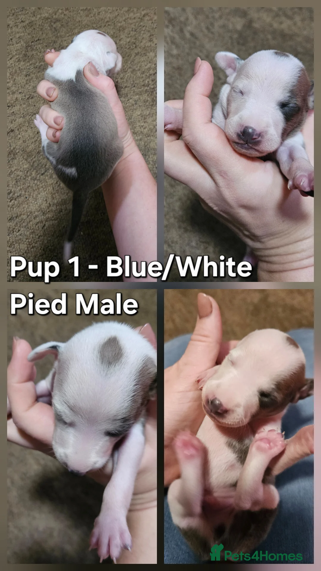 Italian Greyhound dogs for sale: Beautiful Italian Greyhound Puppies KC Registered - Advert 3