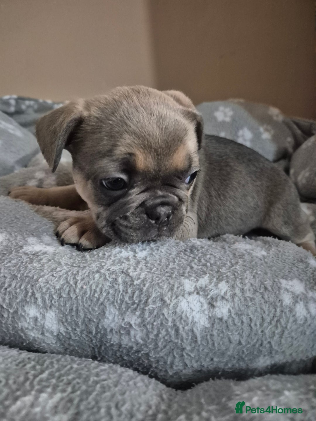 French Bulldog dogs for sale: Litter of French bulldog puppies - Image 3