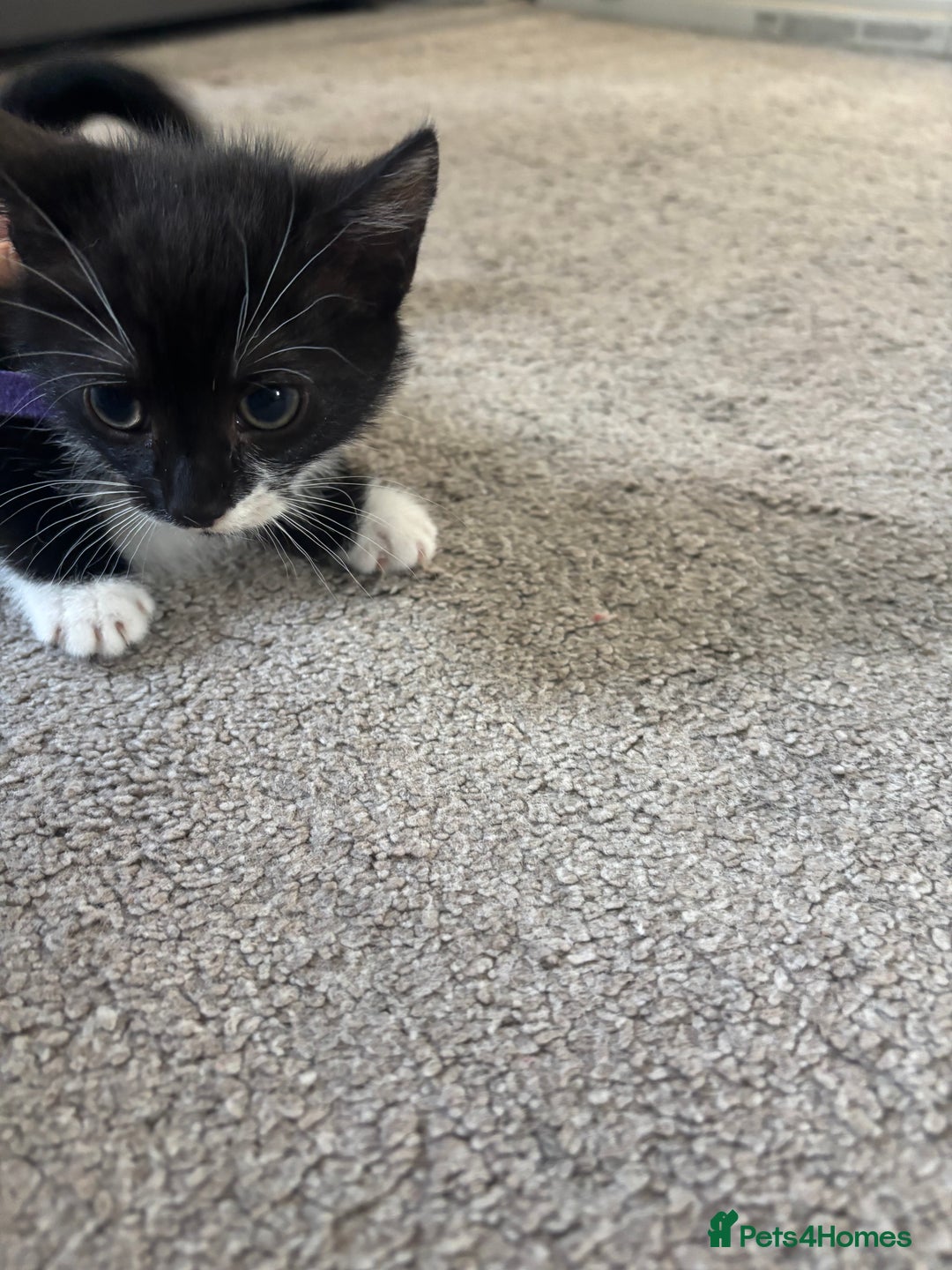 Mixed Breed cats for sale: Female kitten ready from Sunday  - Image 4