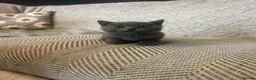 British Shorthair cats for sale: Beautiful British Blue Shorthair *READY NOW* - Advert 14