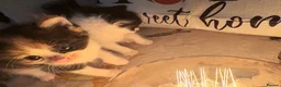 Mixed Breed cats for sale: 8 beautiful ragdoll/persian/domestic babies  - Advert 20