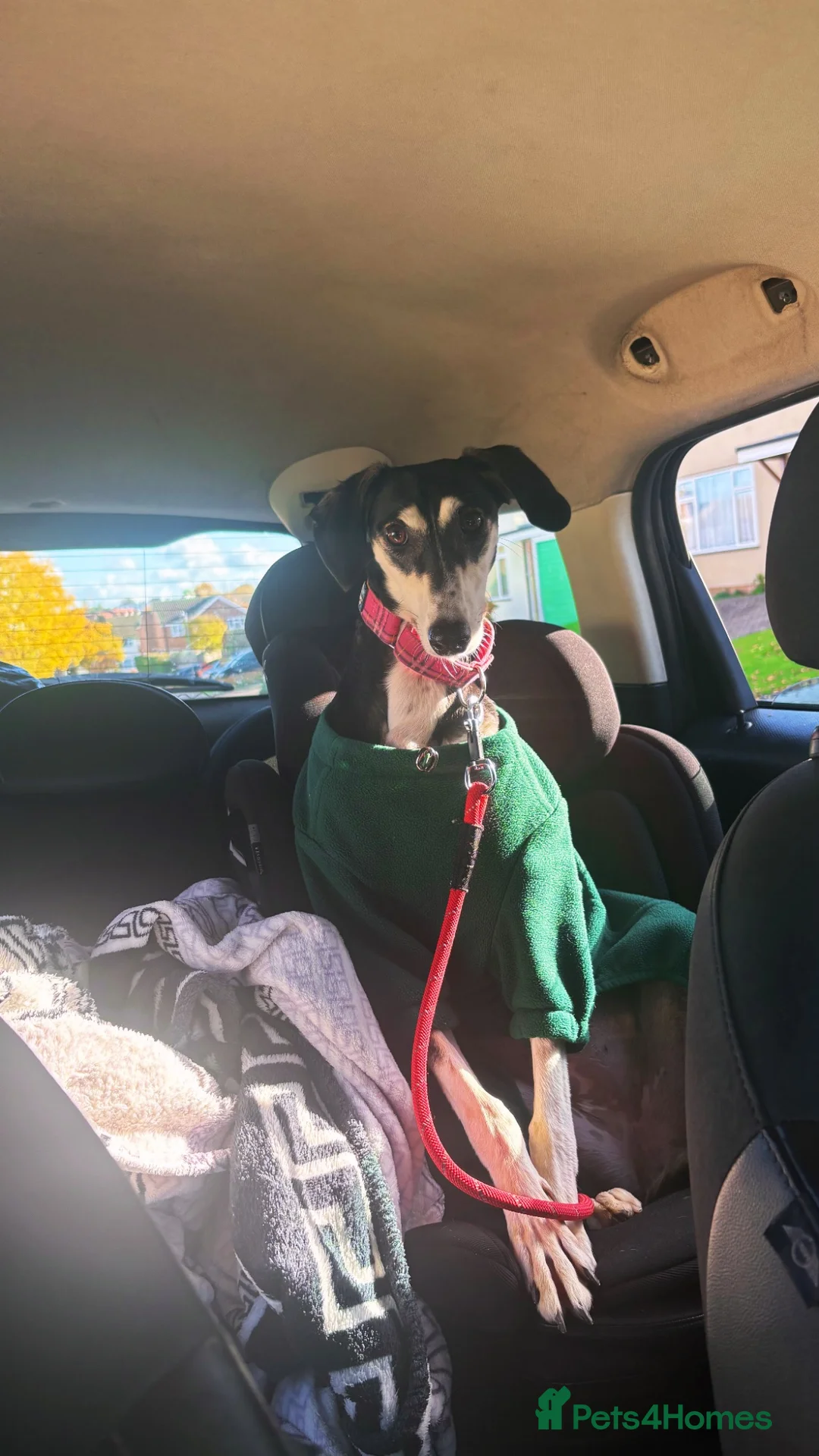 Mixed Breed dogs for sale: 2 year old saluki (Narla)  in Cambridge - Advert 9