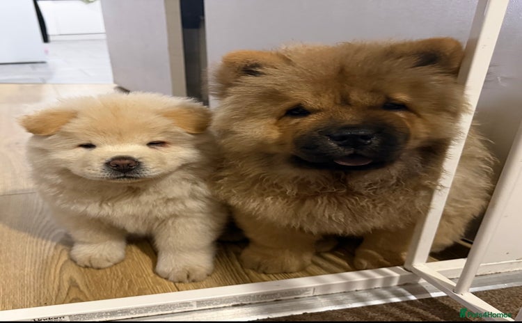 Chow Chow dogs - Advert 1