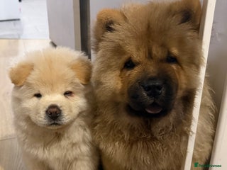 Chow Chow dogs for sale - Advert 1