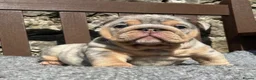 English Bulldog dogs for sale: Beautiful English bulldog puppies - Advert 10