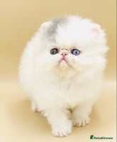 Persian cats - Advert 9