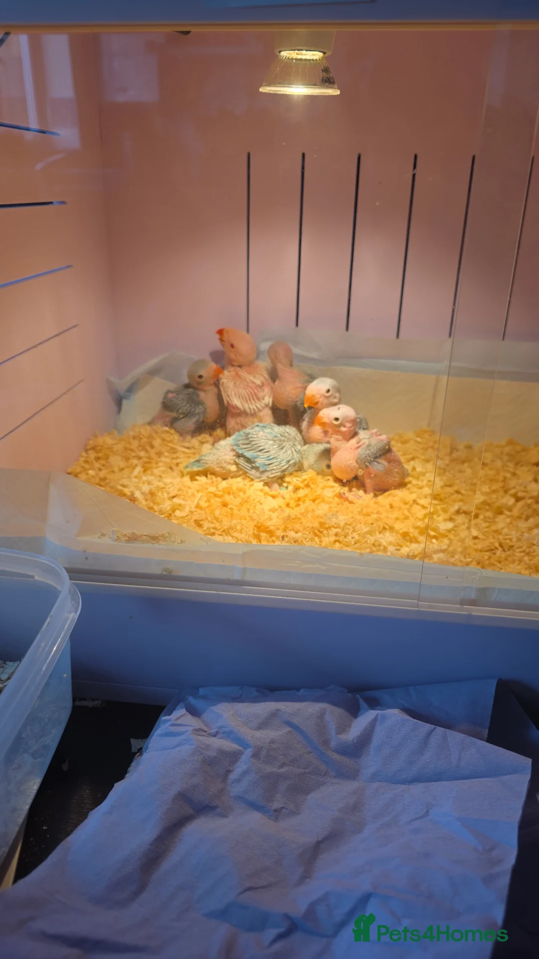 Ringnecks birds for sale: Hand reared baby ringnecks  in Rugby - Advert 1