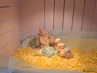 Ringnecks birds for sale: Hand reared baby ringnecks - Advert 2