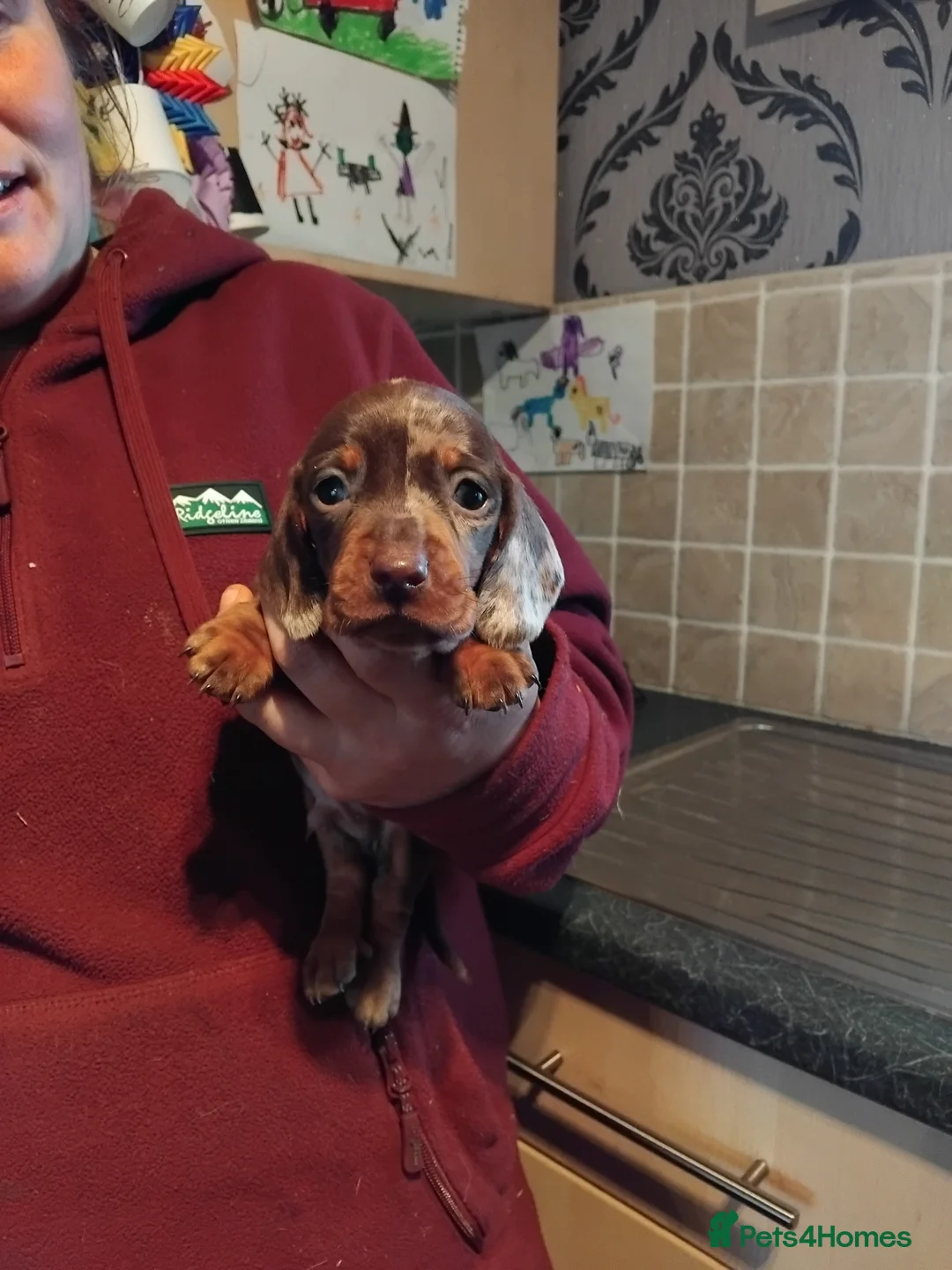 Miniature Dachshund dogs for sale: Miniature dachshund puppies  in Whitby - Advert 1