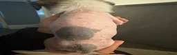 Chinese Crested dogs for sale: Hairless Chinese Cresteds  - Advert 20