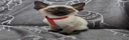 Siamese cats for sale: Adorable siamese kittens - Advert 13