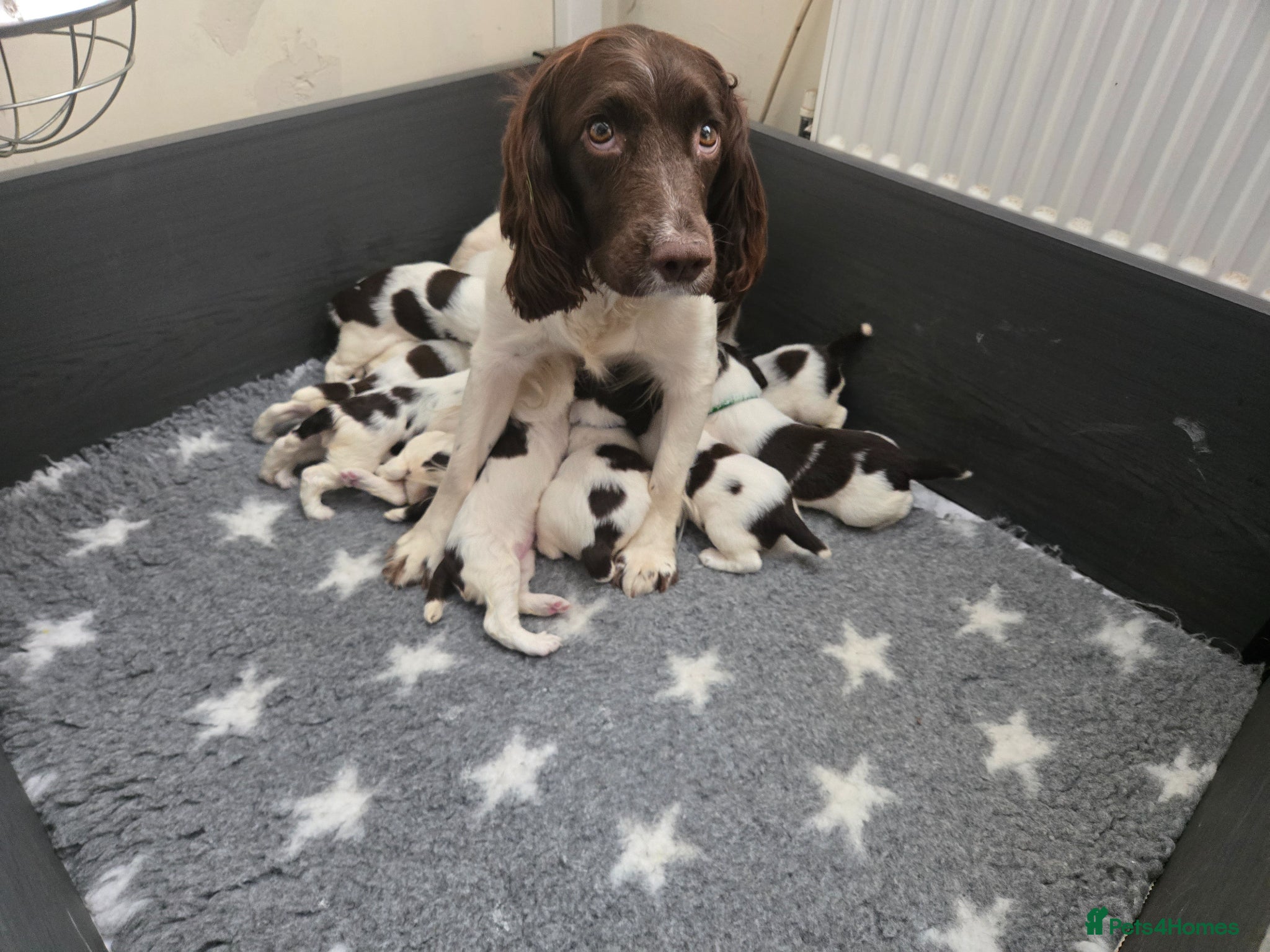 English Springer Spaniel dogs Working English Springer Spaniel Pups - Advert 1