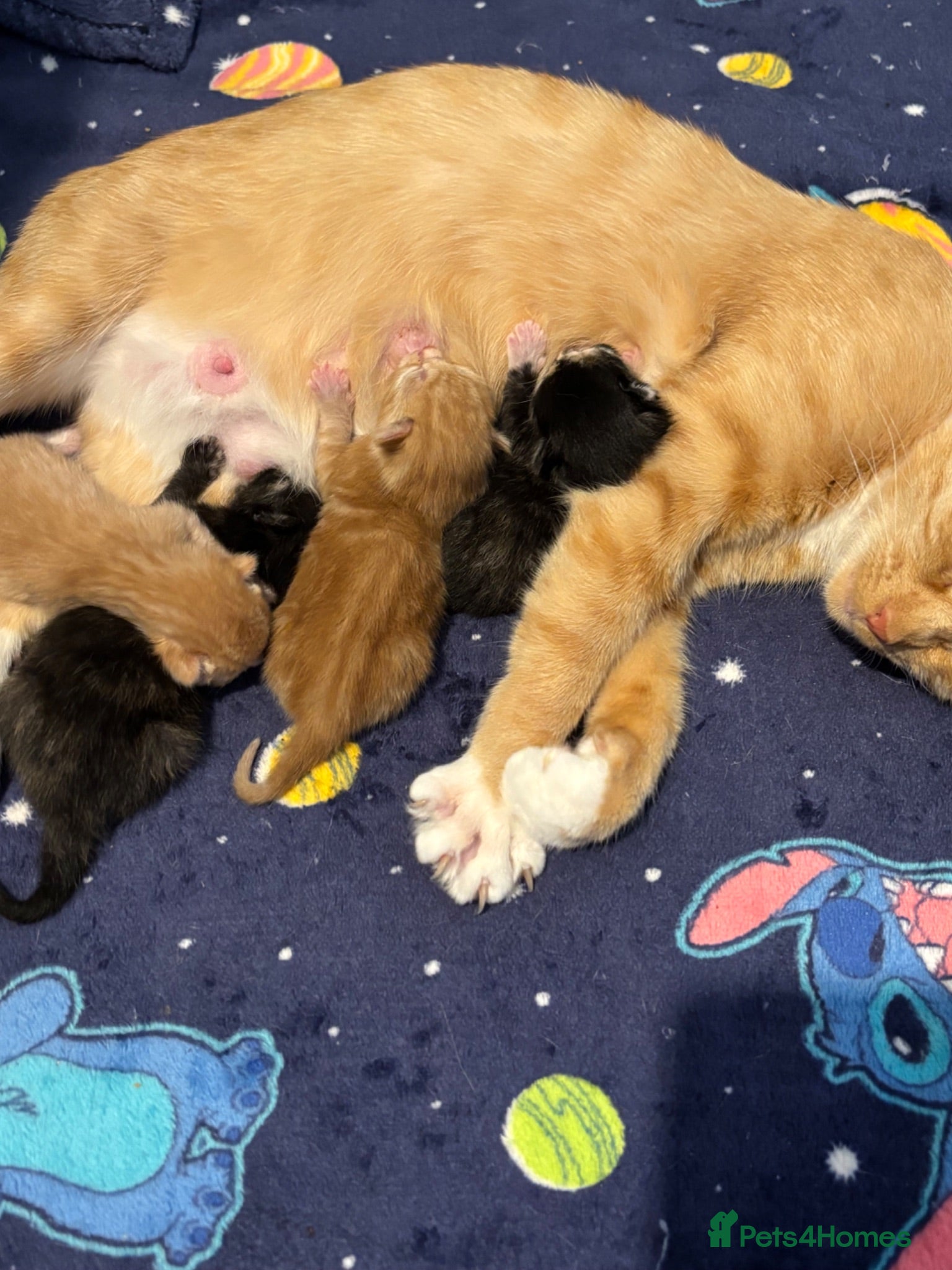 Mixed Breed cats 3 beautiful kittens are looking for new homes  - Advert 3