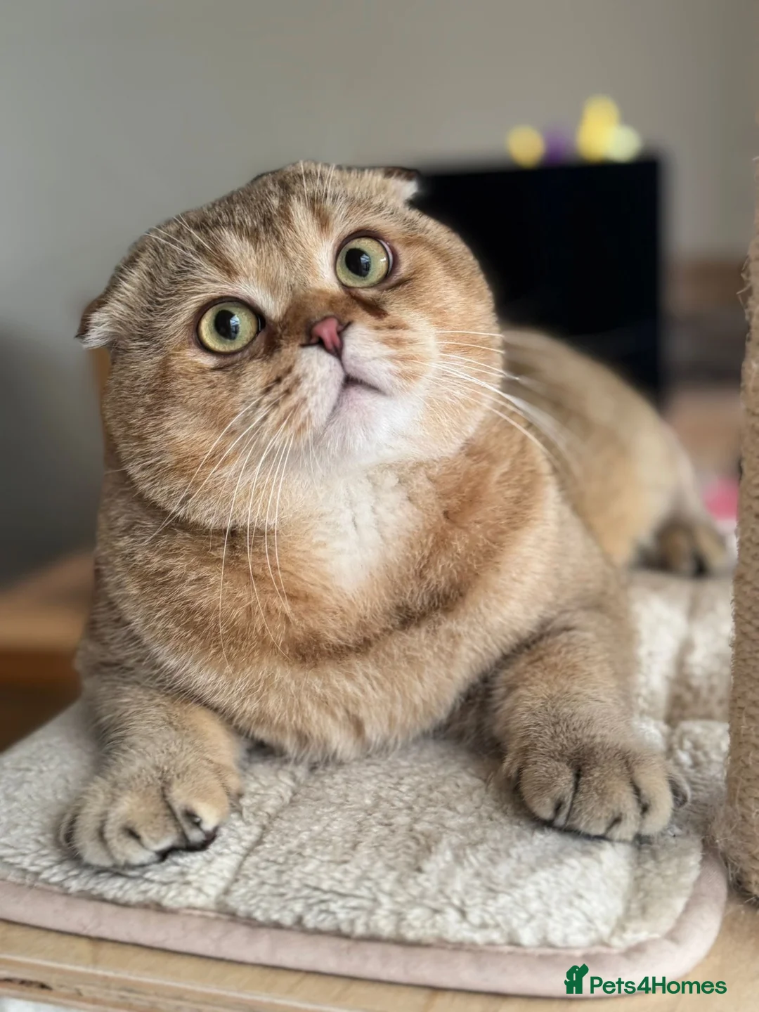 Scottish Fold cats for sale: Scottish fold for sale  - Advert 2