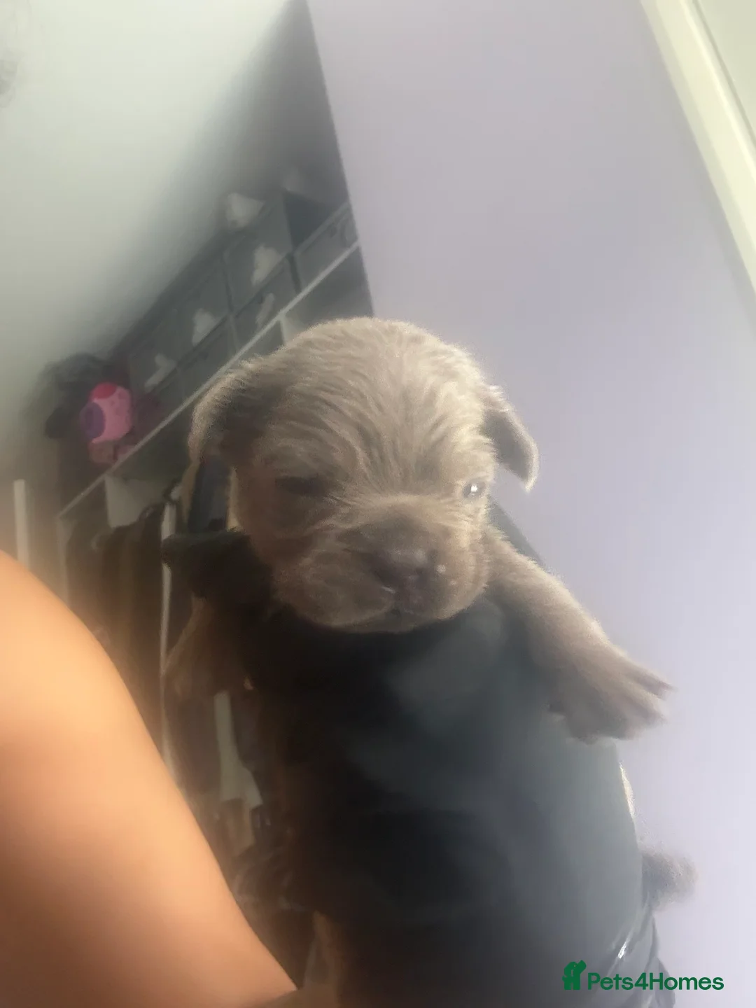 French Bulldog dogs for sale: REDUCED!! Last 3 Fluffy frenchies Pink carriers - Advert 28