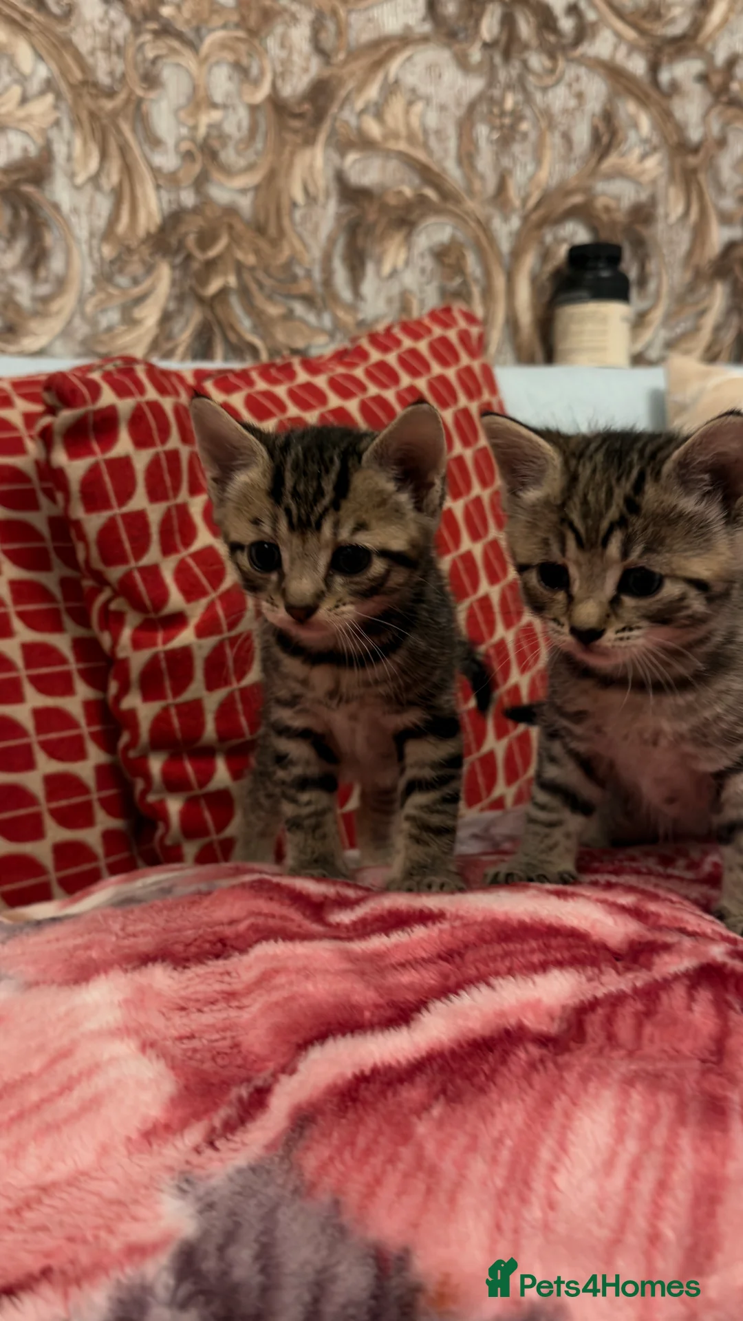 Mixed Breed cats for sale: Cute mixbreeded kittens  - Advert 2