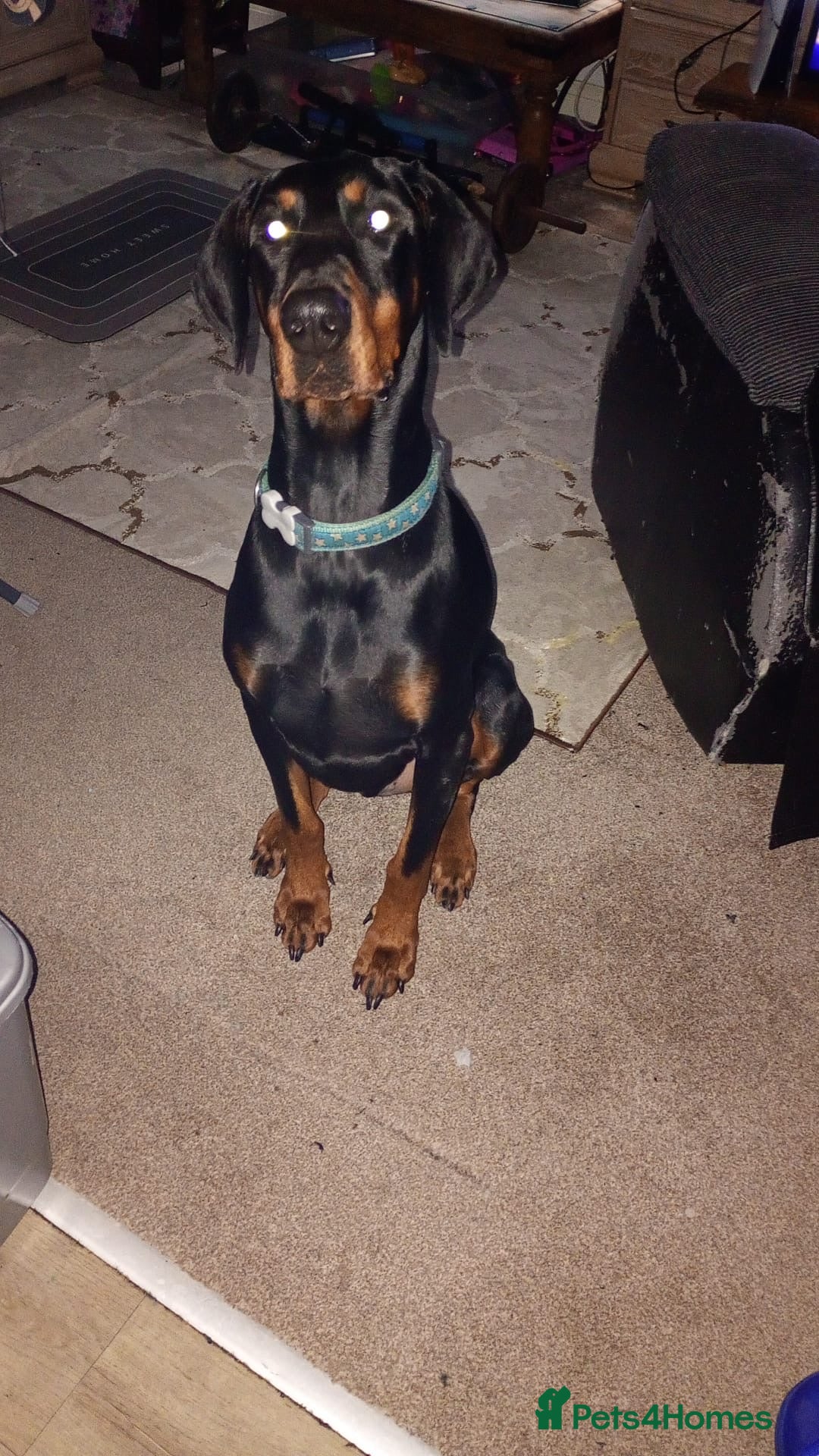 Dobermann dogs for sale: 3yr old Male Kiaser - Advert 3