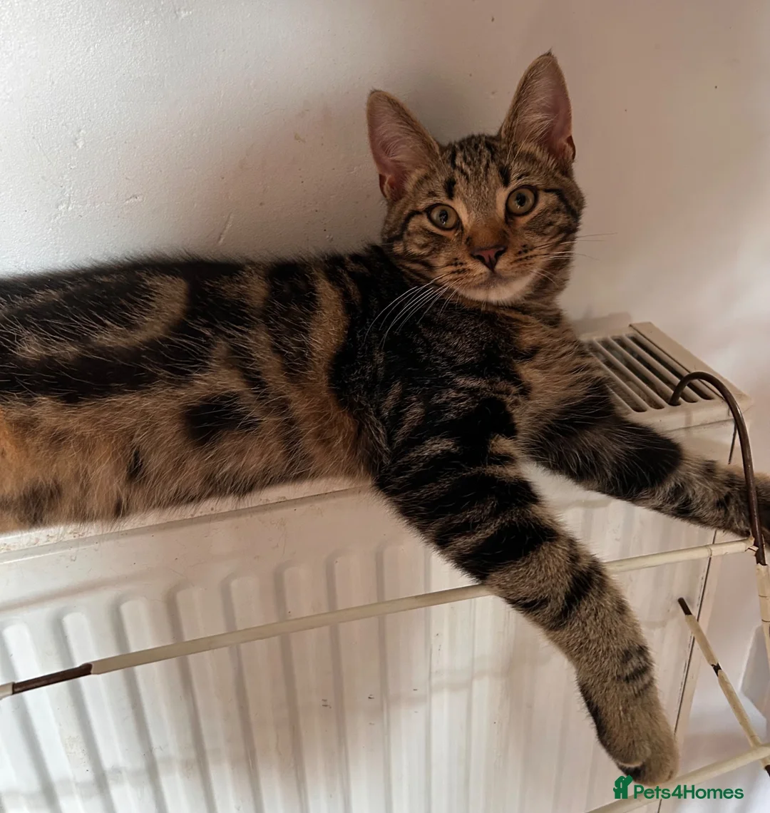 Domestic Shorthair cats for sale: 2 Tabby Kittens ready for new homes - Advert 2