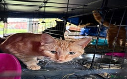 Domestic Shorthair cats for sale: Rimber and simba, our ginger rescues 🧡 - Image 1