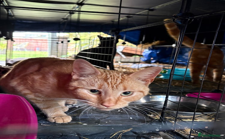 Domestic Shorthair cats - Advert 1