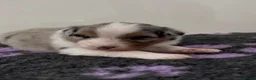 Australian Shepherd dogs for sale: Australian Shepherd Puppies - Advert 4