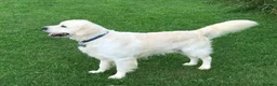 Golden Retriever dogs for sale: KC reg Golden retriever puppies 5* licence - Advert 32