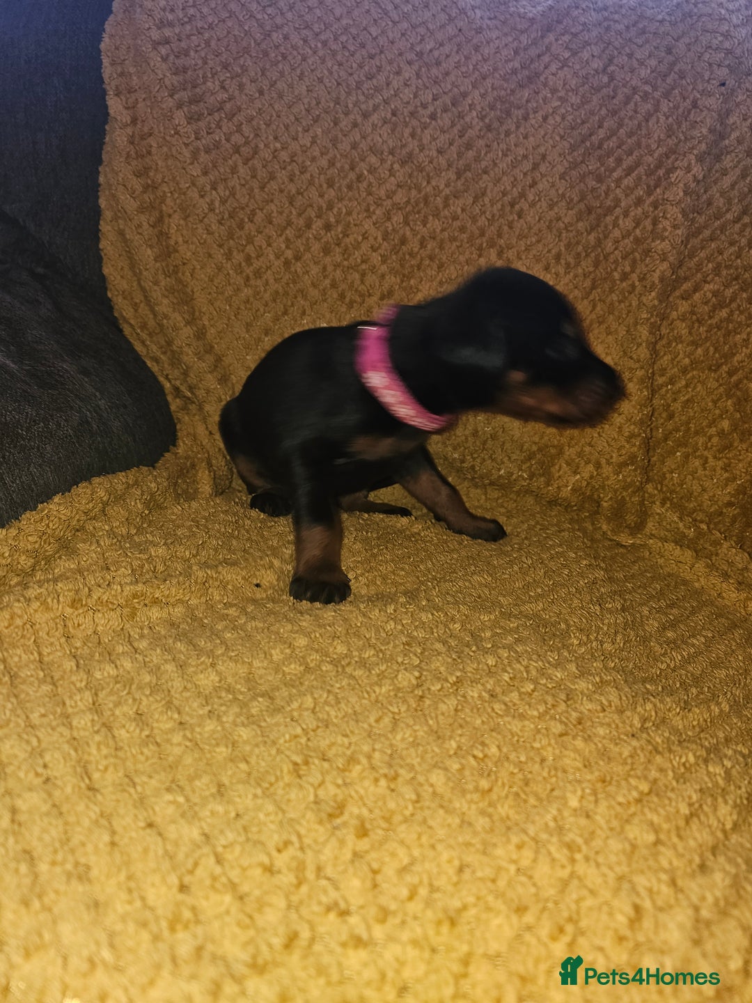 Dobermann dogs for sale: ☆☆DOBERMAN PUPPIES FOR SALE ☆☆ - Advert 16