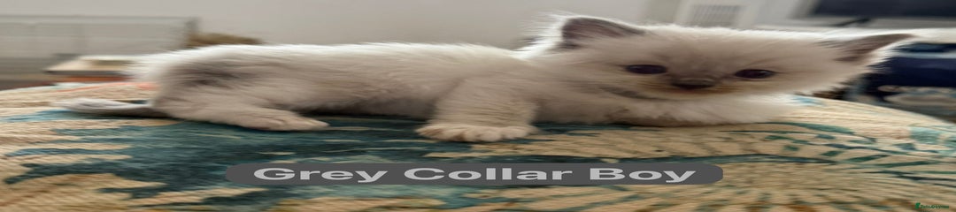 Grey Collar Boy