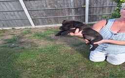 Patterdale Terrier dogs for sale: READY NOW Stunning litter of Patterdale Terriers  - Image 8