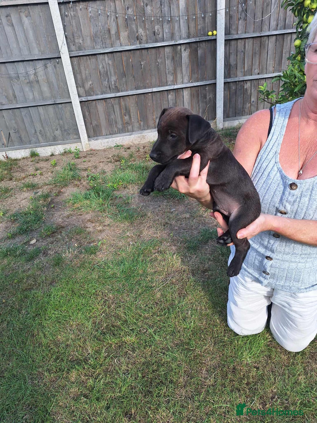Patterdale Terrier dogs for sale: READY NOW Stunning litter of Patterdale Terriers  - Image 8